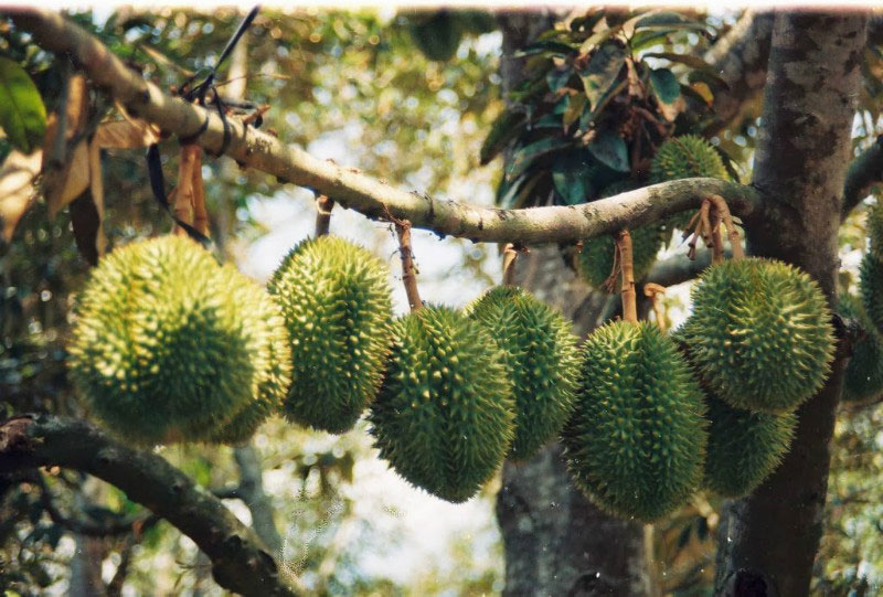 vườn sầu riêng